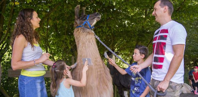 Balade avec les lamas