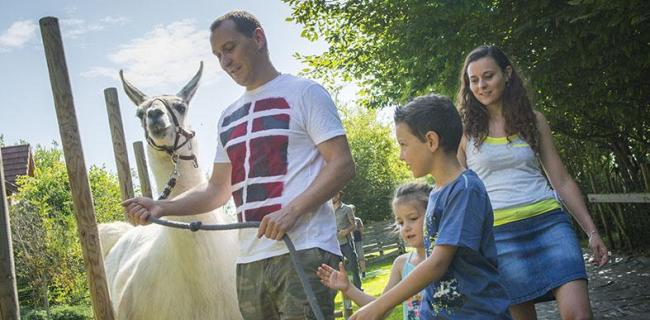 Découverte des lamas