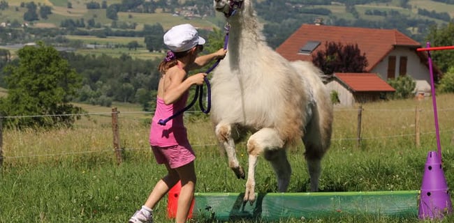 Événements privés avec les lamas