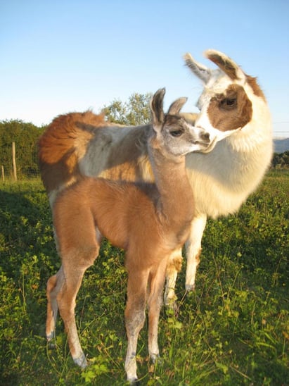 Naissance Lama